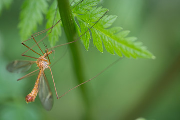 Male mosquito on green leaf