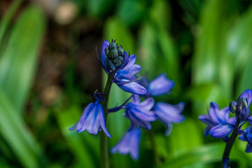 blue  flower