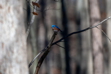 Eastern Bluebird (Sialia sialis) perching in tree in Southeastern Michigan, USA.