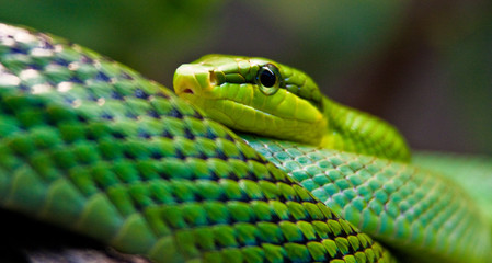 Spitzkopfnatter (Gonyosoma oxycephalum) 