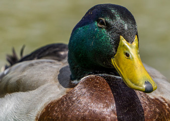 male mallard duck