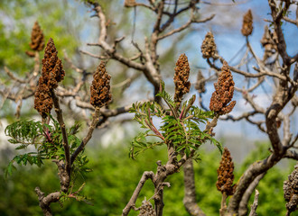 branch of a tree in spring