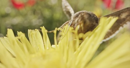 Pollination - Special macro shot of a Butterfly on a flower drinking nectar