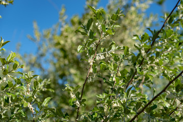 Flowers of silverberry, Oleaster