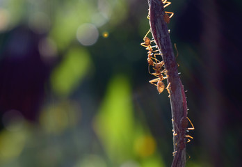 Red ants are climbing on the vine.