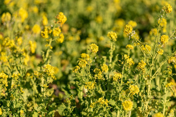 Obraz premium Rapeseed field, Blooming canola flowers