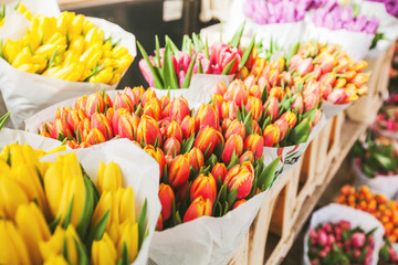 tulips for sale at street flowers market