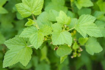 A branch with green leaves.