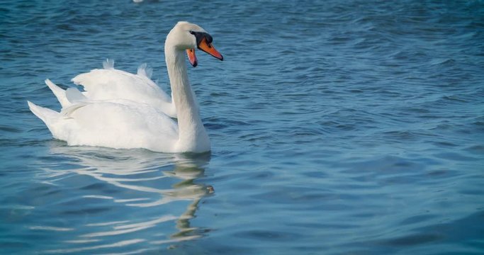 Beautiful white swans swim in the sea.