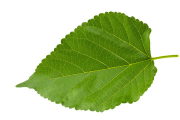 Fototapeta na wymiar Green Mulberry leaf isolated on white background