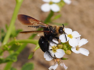 Scoliid Wasp (Campsomeriella thoracica)