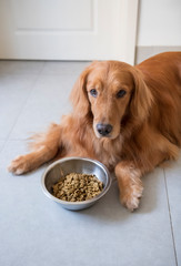 The Golden Retriever dog is eating dog food.