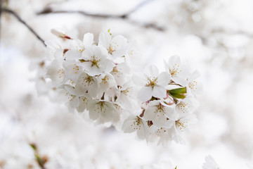 Beautiful White Cherry Blossom Cluster Closeup Against Cloudy Sky