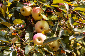 Ripe apples in summer garden. Harvesting on farm.