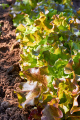 Green lettuce plants organic growth at field