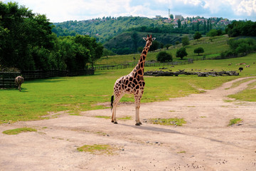 Giraffe in the zoo