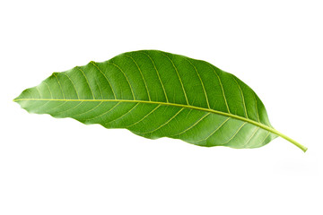 Fresh green mango leaf isolated on white background