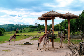 Giraffes in the zoo - obrazy, fototapety, plakaty