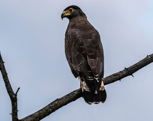Sri Lanka - Uda Walawe NP - Crested Serpent Eagle