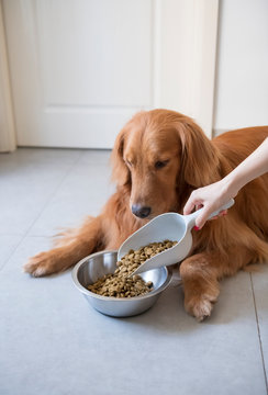 Pour The Dog Food To The Golden Retriever Dog.