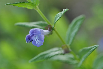 Sumpf Helmkraut, Scutellaria galericulata, mit violetter Blüte