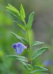 Sumpf Helmkraut, Scutellaria galericulata, mit violetter Bl&uuml;te