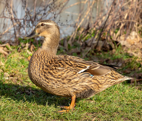Duck