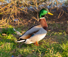 Mallard