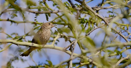 Sharp Bird