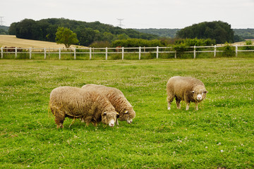 Fototapeta premium Trois moutons