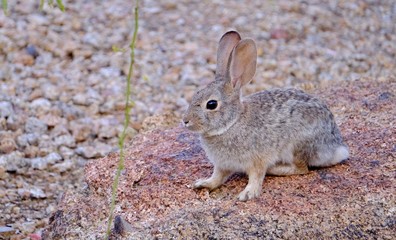 Bunny