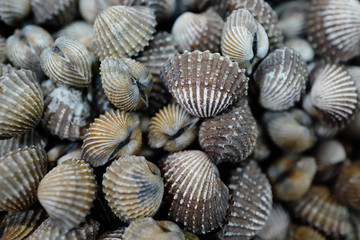 Shells background