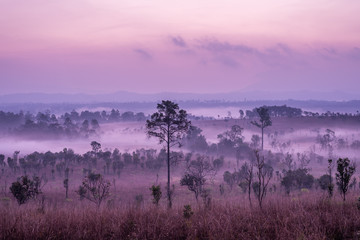 Thung Salaeng Luang National Park, Dramatic shine silhouette tree colorful warm above mountain at Phetchabun Province,Thailand