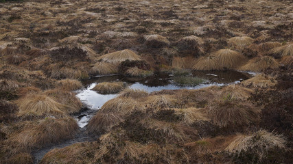 turf in moor with water pond