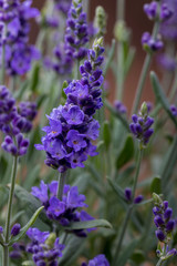 Nahaufnahme vom Lavendel