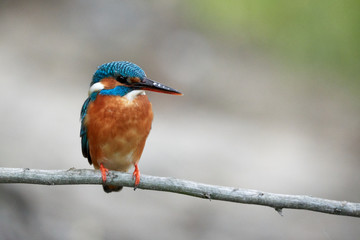 Kingfisher