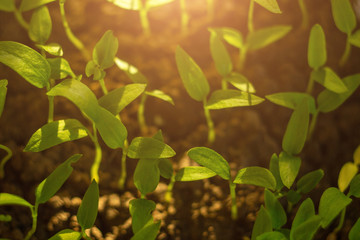 germinating seed to sprout of nut in agriculture and plant with sunlight and green background. top view.background for growing
