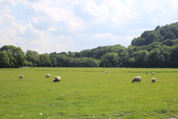 Fototapeta premium Livestock in field
