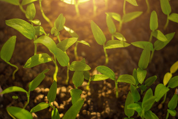 germinating seed to sprout of nut in agriculture and plant with sunlight and green background. top view.background for growing
