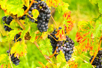 Growing grapes in Europe