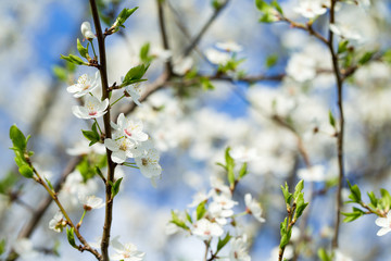 Spring border background with blossom, close-up. Abstract floral spring background. Blossoms over blurred nature background
