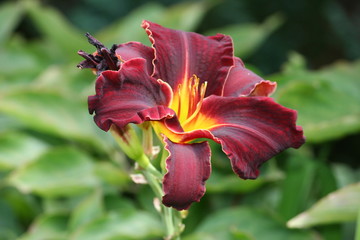 Blüten