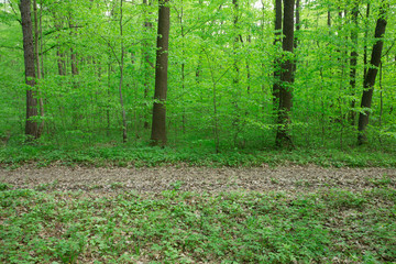 Forest trees. nature green wood sunlight backgrounds