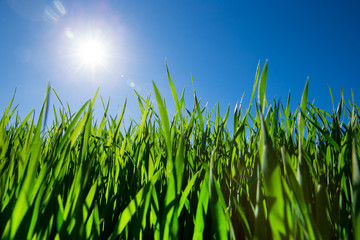 Fototapeta premium Green grass against the blue sky