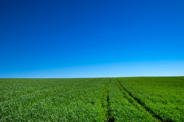 field of green grass and sky