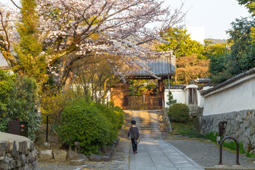 A boy walking along the street under sakura tree. Kyoto, Japan. Travel Japan.