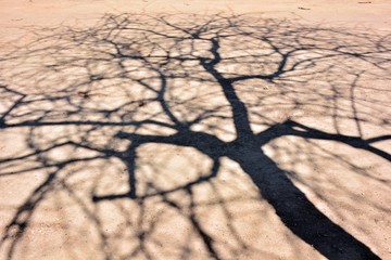 Sombra ramas de árboles en el suelo