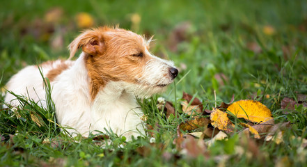 Cute lazy jack russell pet dog resting in the grass - web banner with copy space