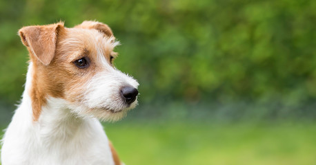 Web banner of happy jack russell pet dog puppy as watching, listening, ears