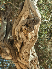 stem of olive tree. close up. Cyprus
